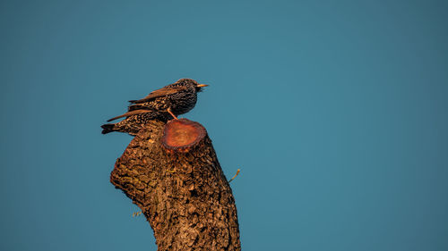 Low angle view of bird perching