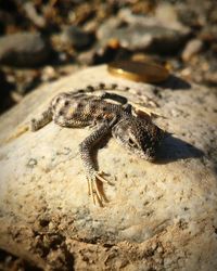 Close-up of lizard on rock