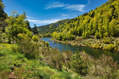 Scenic view of lake by trees against sky