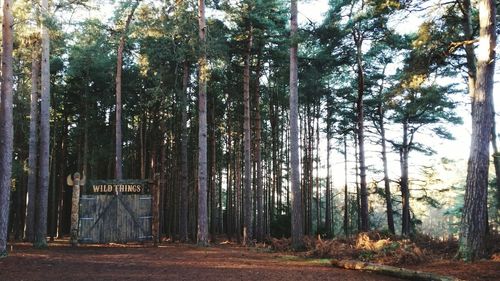 Trees in forest