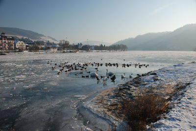 High angle view of swans and ducks swimming on frozen river during winter