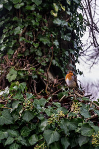 Bird perching on a tree