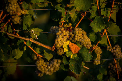 Close-up of grapes growing in vineyard