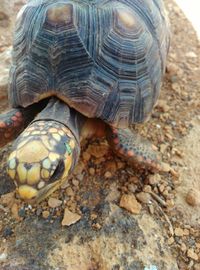 Close-up of tortoise