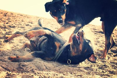 Dog with dog in background