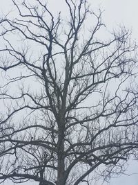 Low angle view of bare trees against sky