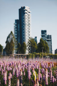 Purple flowering plants on field by buildings against sky