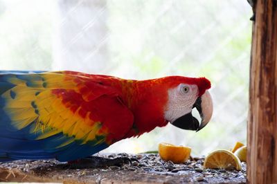 Close-up of parrot eating