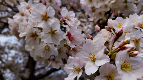 Close-up of white cherry blossoms in spring