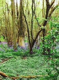 Trees in forest