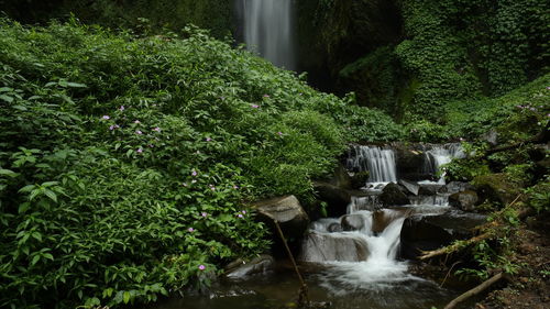 Scenic view of waterfall in forest