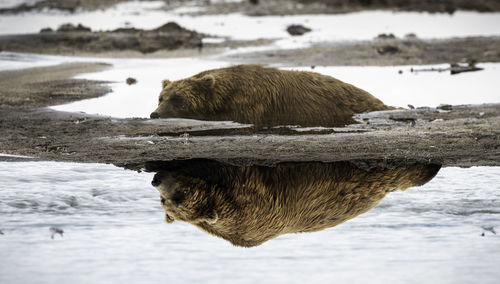 Bear reflection 