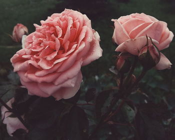 Close-up of pink rose