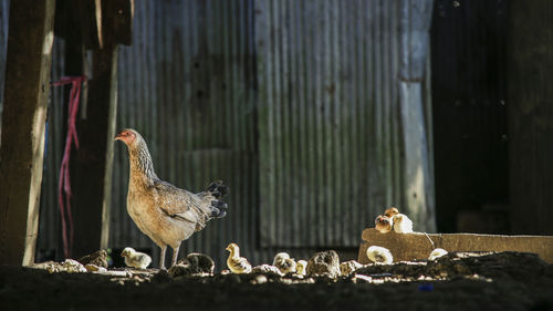 Side view of bird with young ones