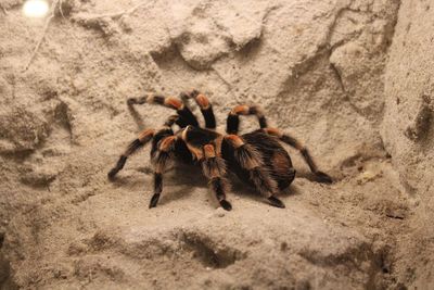 High angle view of insect on rock
