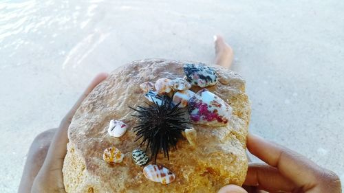 High angle view of hand holding crab