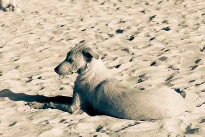 View of a dog lying on land