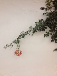 Plants growing on wall