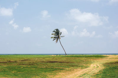 Palm tree on field against sky