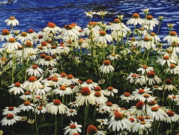 Close-up of white flowering plants