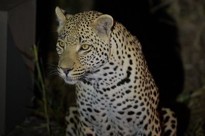 Close-up of a cat looking away