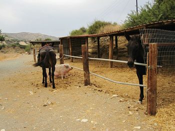 Pig and horses standing by fence