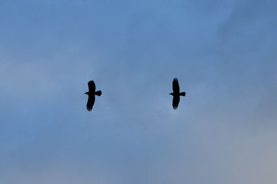 Low angle view of bird flying against blue sky