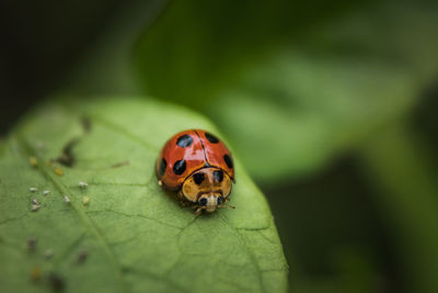 Close-up of ladybug on leaf