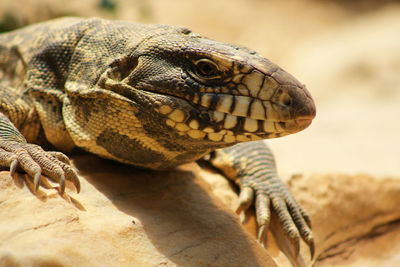 Close-up of a lizard