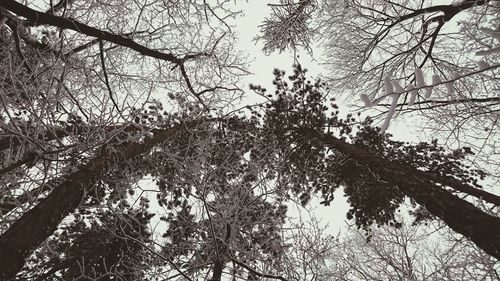 Low angle view of bare trees against sky