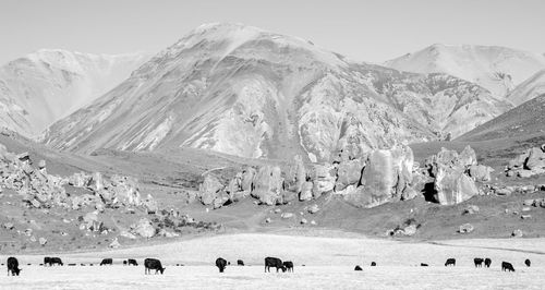 Cows grazing against mountains