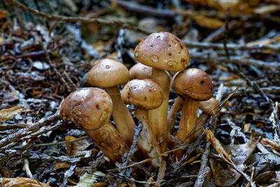 Close-up of mushrooms growing on field