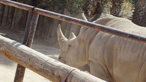 Close-up of elephant