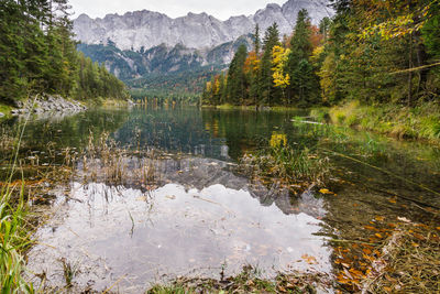 Scenic view of lake in forest