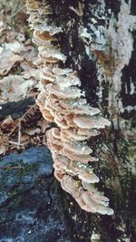 Close-up of lichen on tree trunk