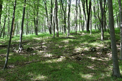 Scenic view of forest