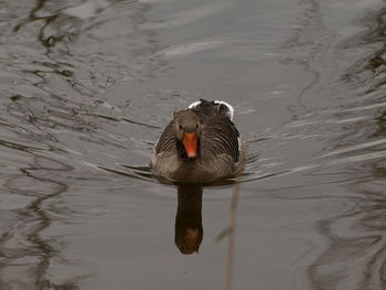 High angle view of duck swimming in lake