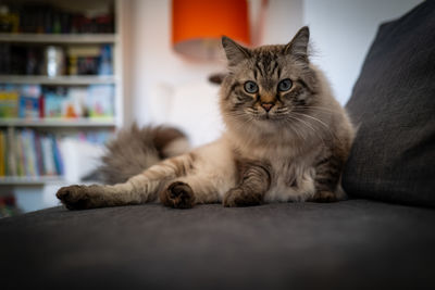 Portrait of cat relaxing at home
