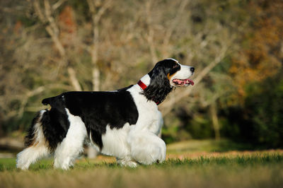 English springer spaniel looking away on field