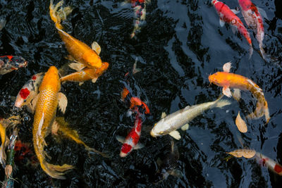 High angle view of koi carps swimming in pond