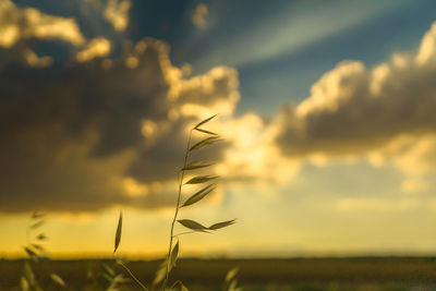 Plant on field against cloudy sky during sunset