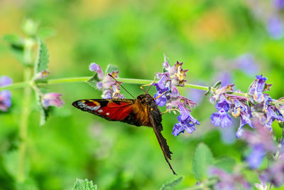 Close-up of butterfly pollinating on purple flower