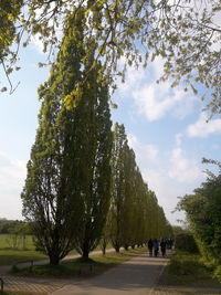 People on road amidst trees against sky