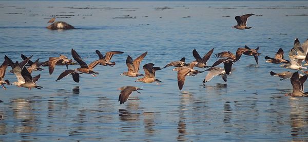 Birds in water