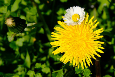 Close-up of yellow flowering plant