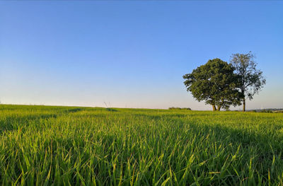 Scenic view of agricultural field against clear sky