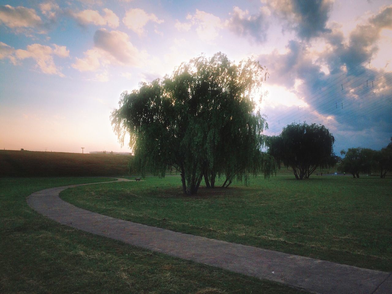 tree, sky, tranquility, grass, tranquil scene, landscape, field, scenics, beauty in nature, cloud - sky, nature, grassy, silhouette, sunset, growth, sunlight, cloud, idyllic, no people, outdoors