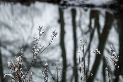 Close-up of snow on plant