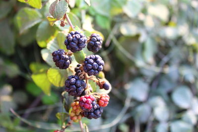 Close-up of berries growing on plant