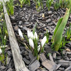 Close-up of flower growing in field